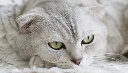 哪里可以直接查询到全国老赖的汇总名单？详细查询渠道介绍！